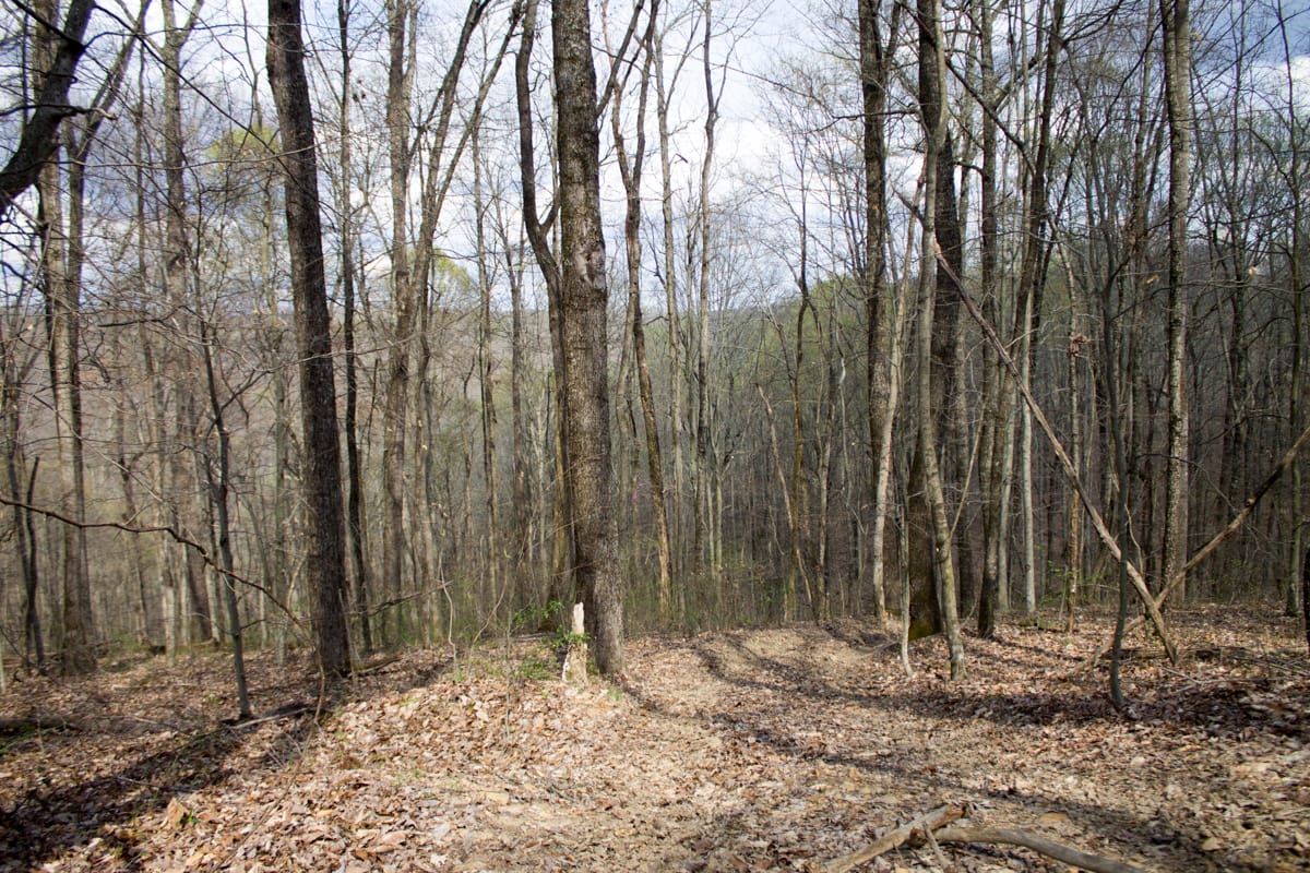 Chestnut Oak Ridge Tract 27 photo 2