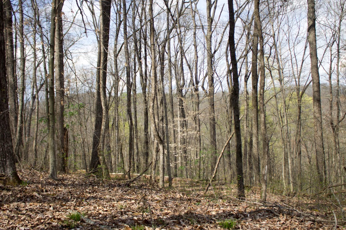 Chestnut Oak Ridge Tract 27 photo 3