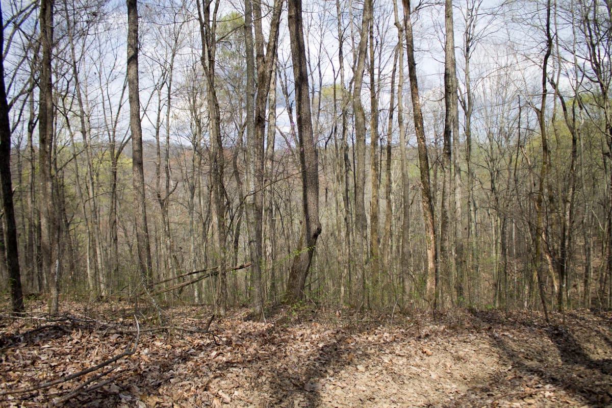 Chestnut Oak Ridge Tract 27 photo 4