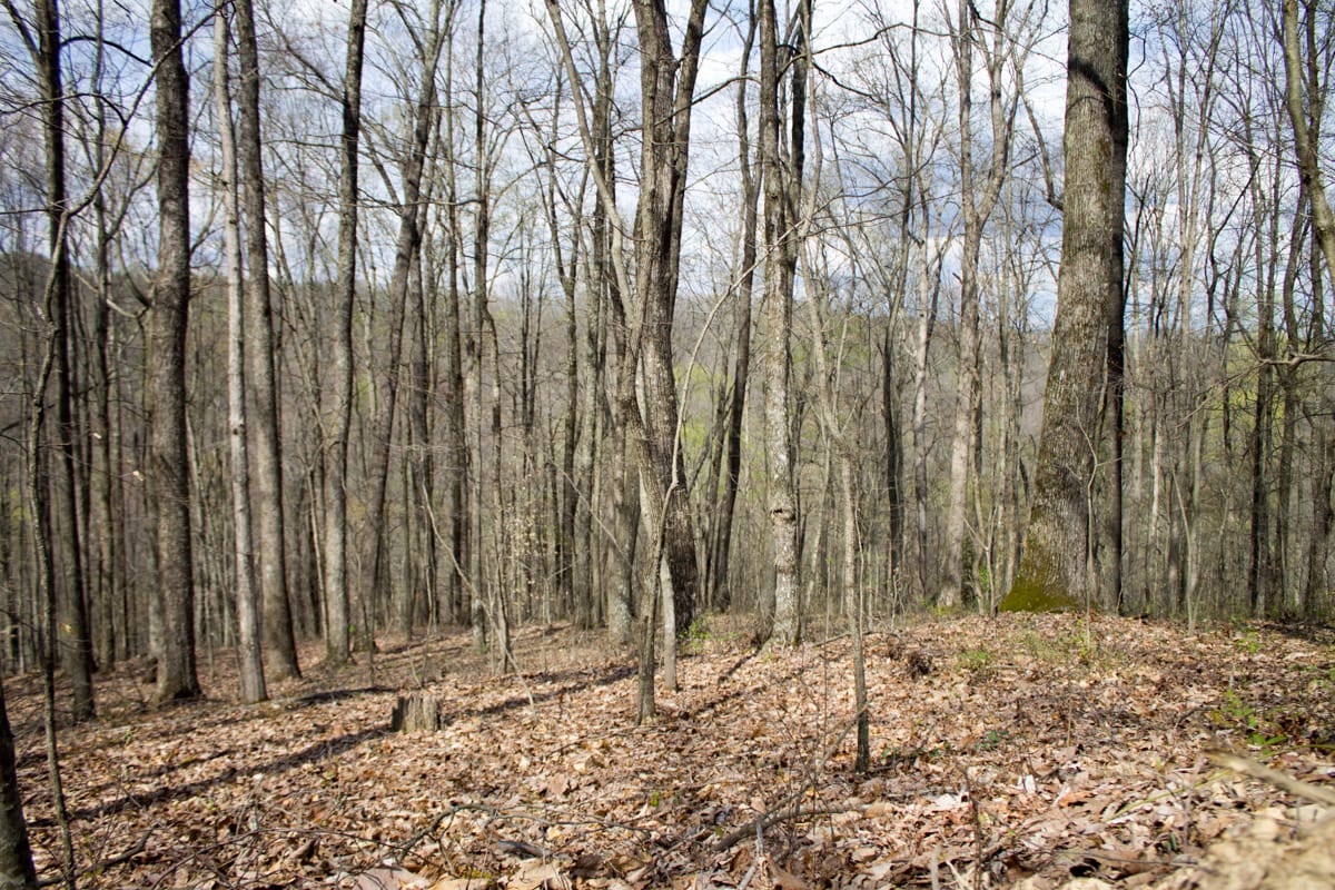 Chestnut Oak Ridge Tract 27 photo 7