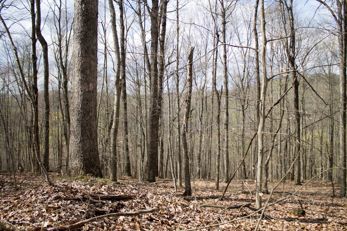 Chestnut Oak Ridge Tract 27 photo 8
