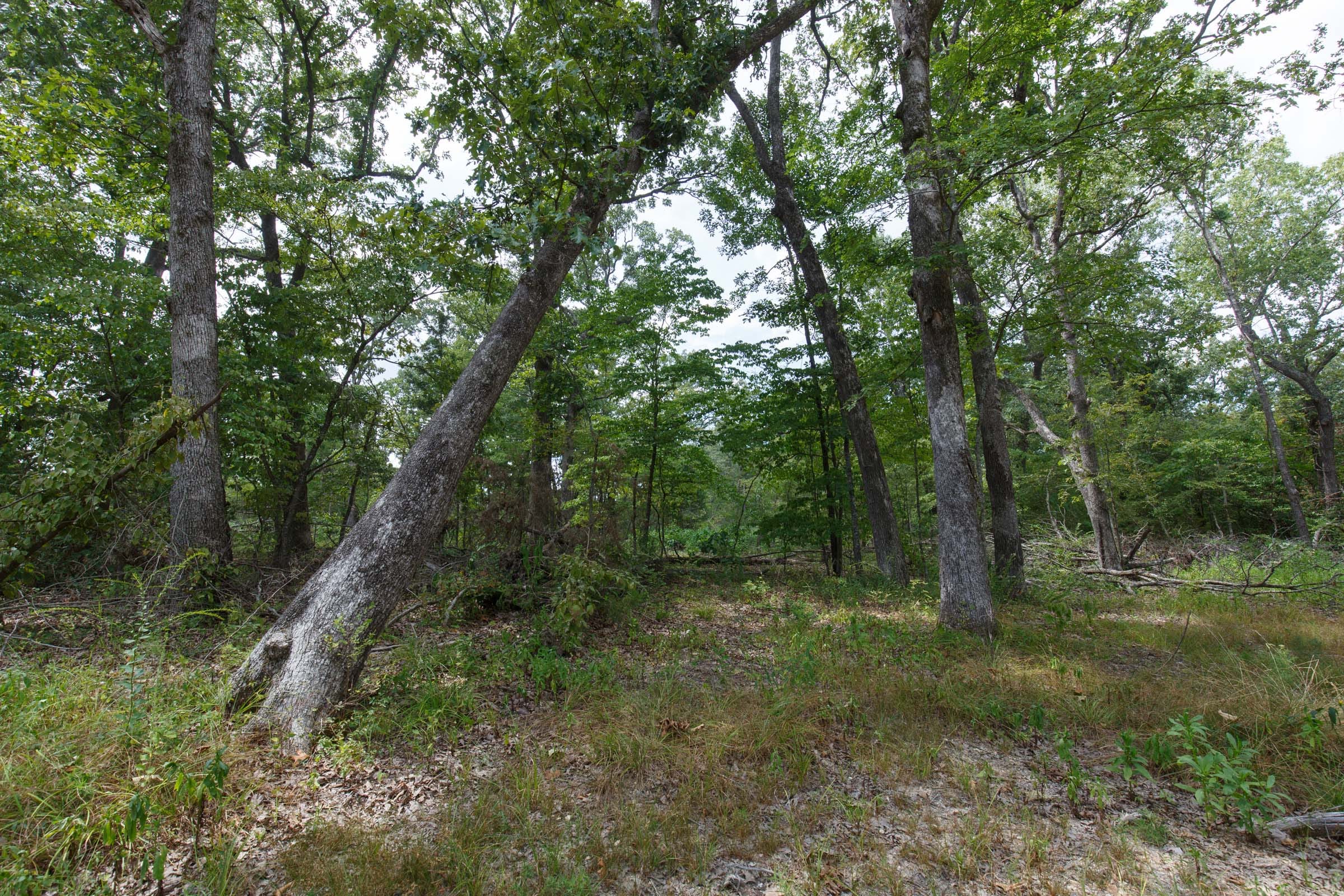 Wildwood Tract 5 photo 6