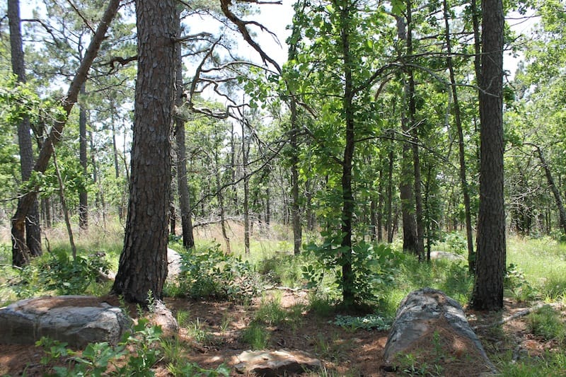 Indian Ridge – Phase II Tract 83 photo 2