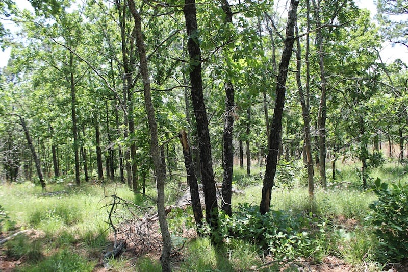Indian Ridge – Phase II Tract 83 photo 3