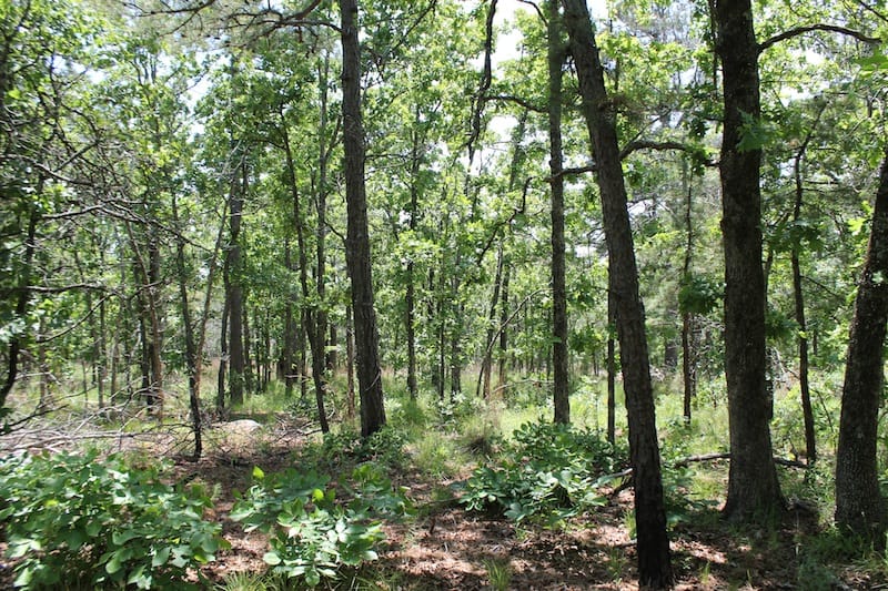 Indian Ridge – Phase II Tract 83 photo 8