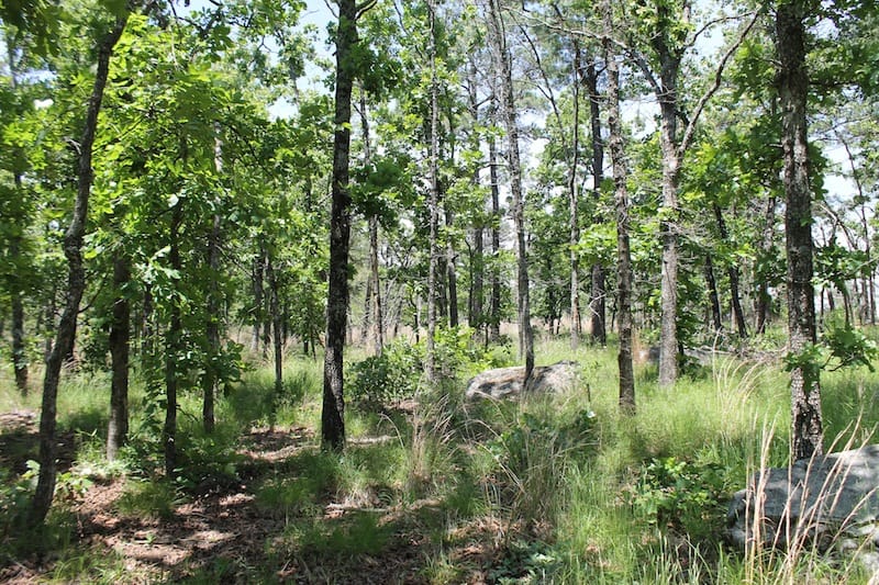 Indian Ridge – Phase II Tract 83 photo 9