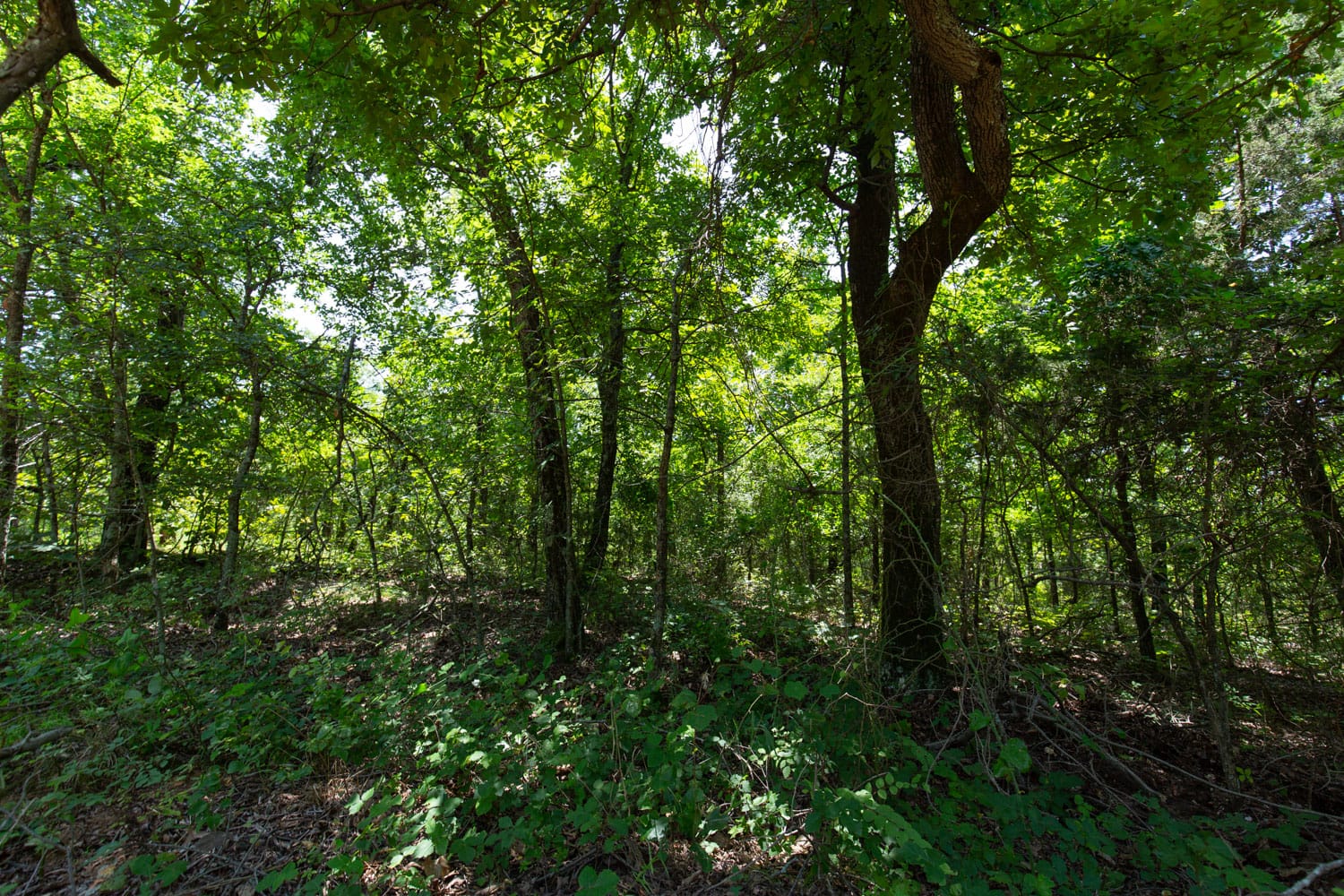 Timber Ridge Tract 58 photo 2