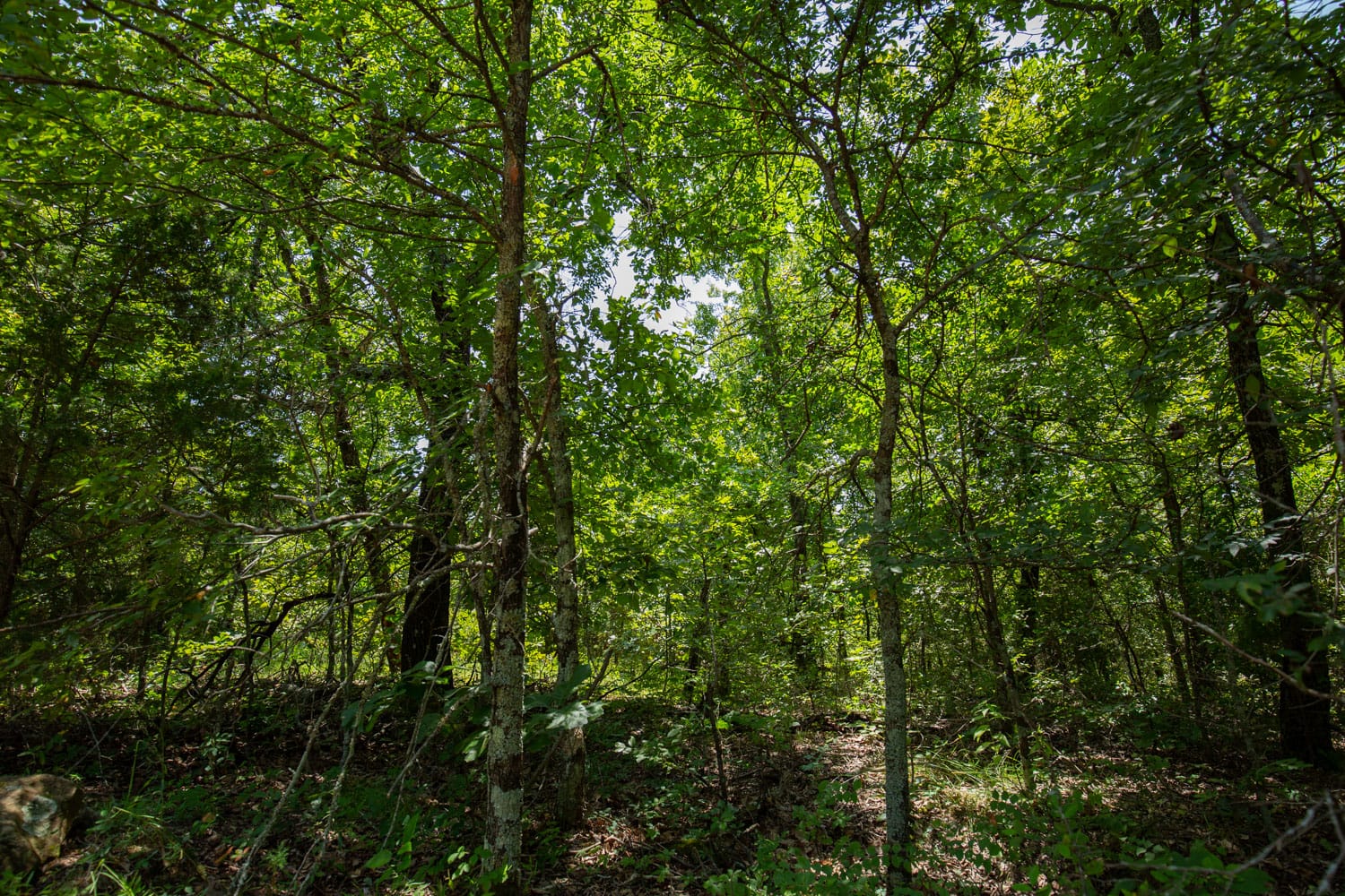 Timber Ridge Tract 58 photo 3