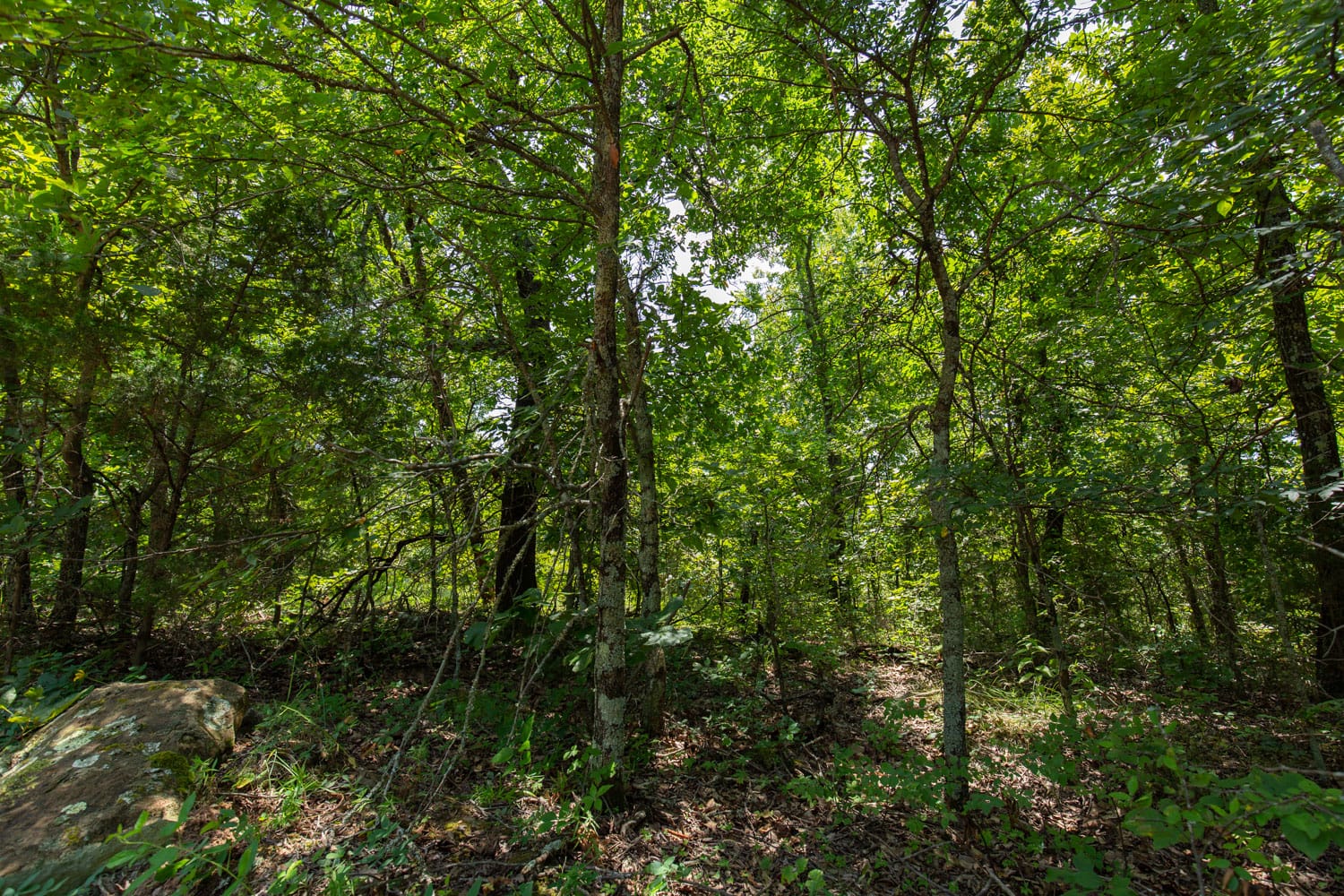 Timber Ridge Tract 58 photo 6