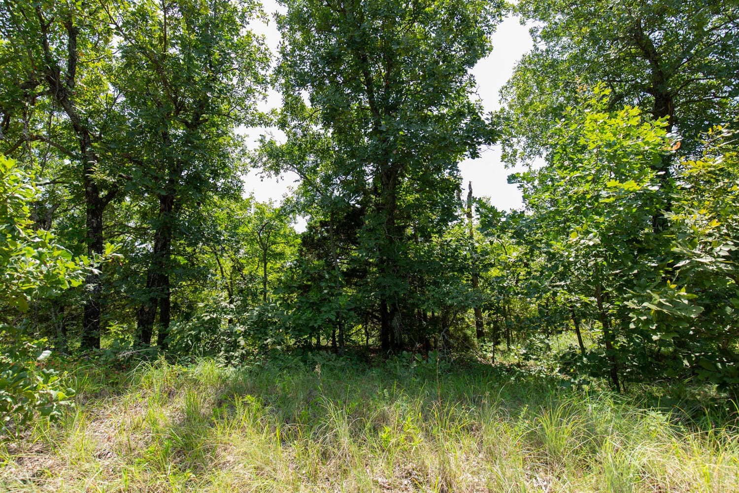 Timber Ridge Tract 58 photo 7