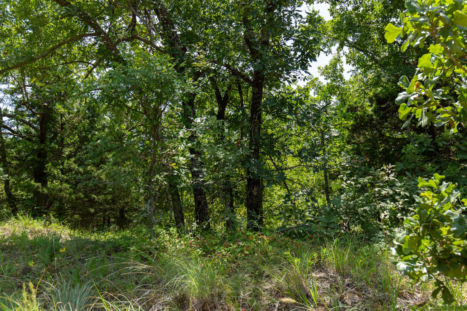 Timber Ridge Tract 58 photo 8