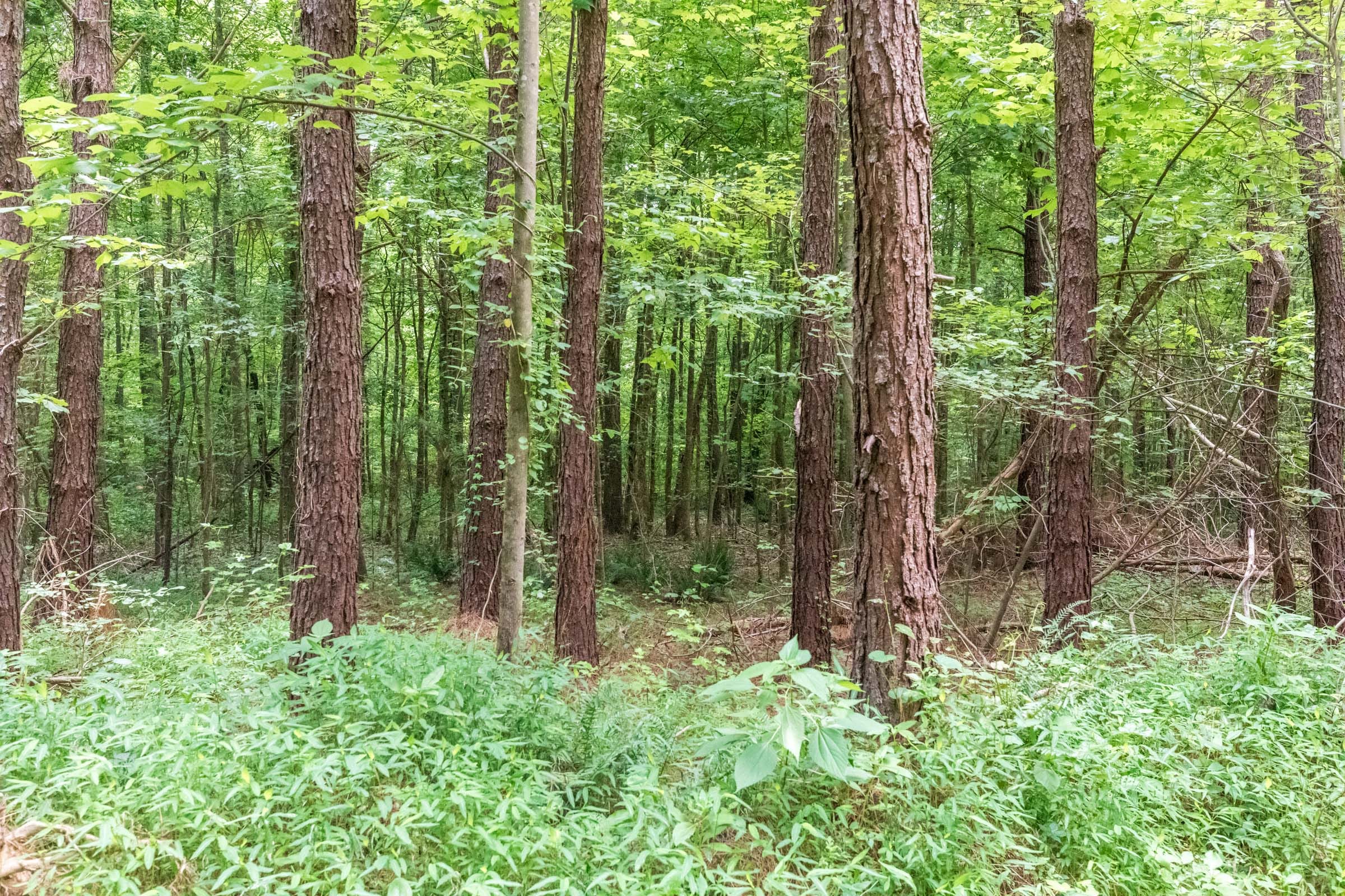 Whiskey Ridge Tract 11 photo 3