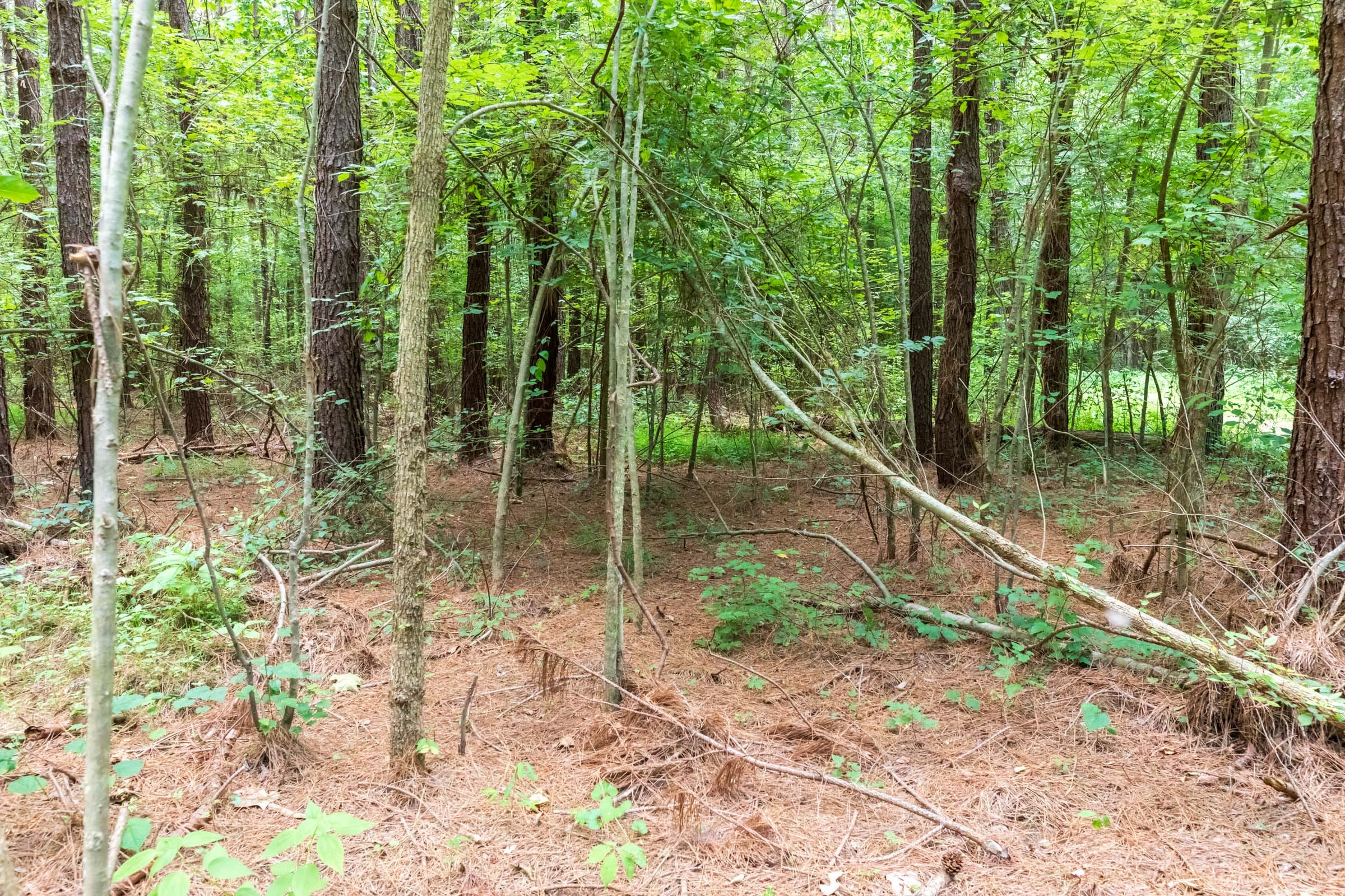 Whiskey Ridge Tract 11 photo 4