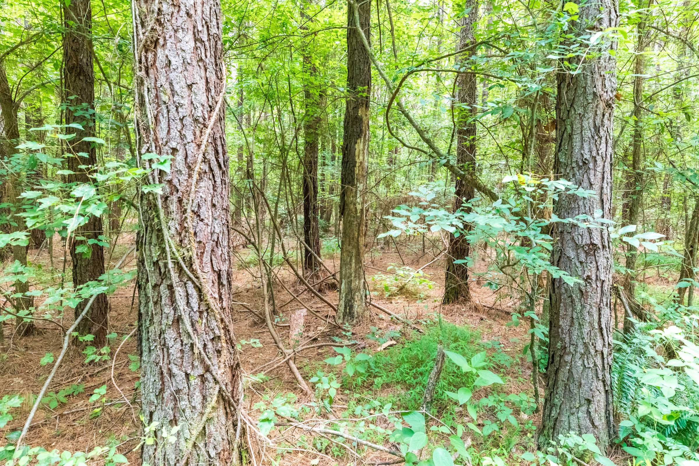Whiskey Ridge Tract 11 photo 6