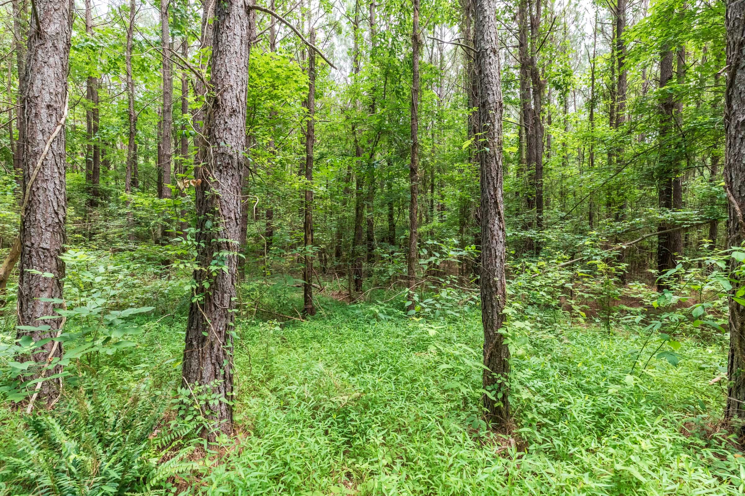 Whiskey Ridge Tract 11 photo 7