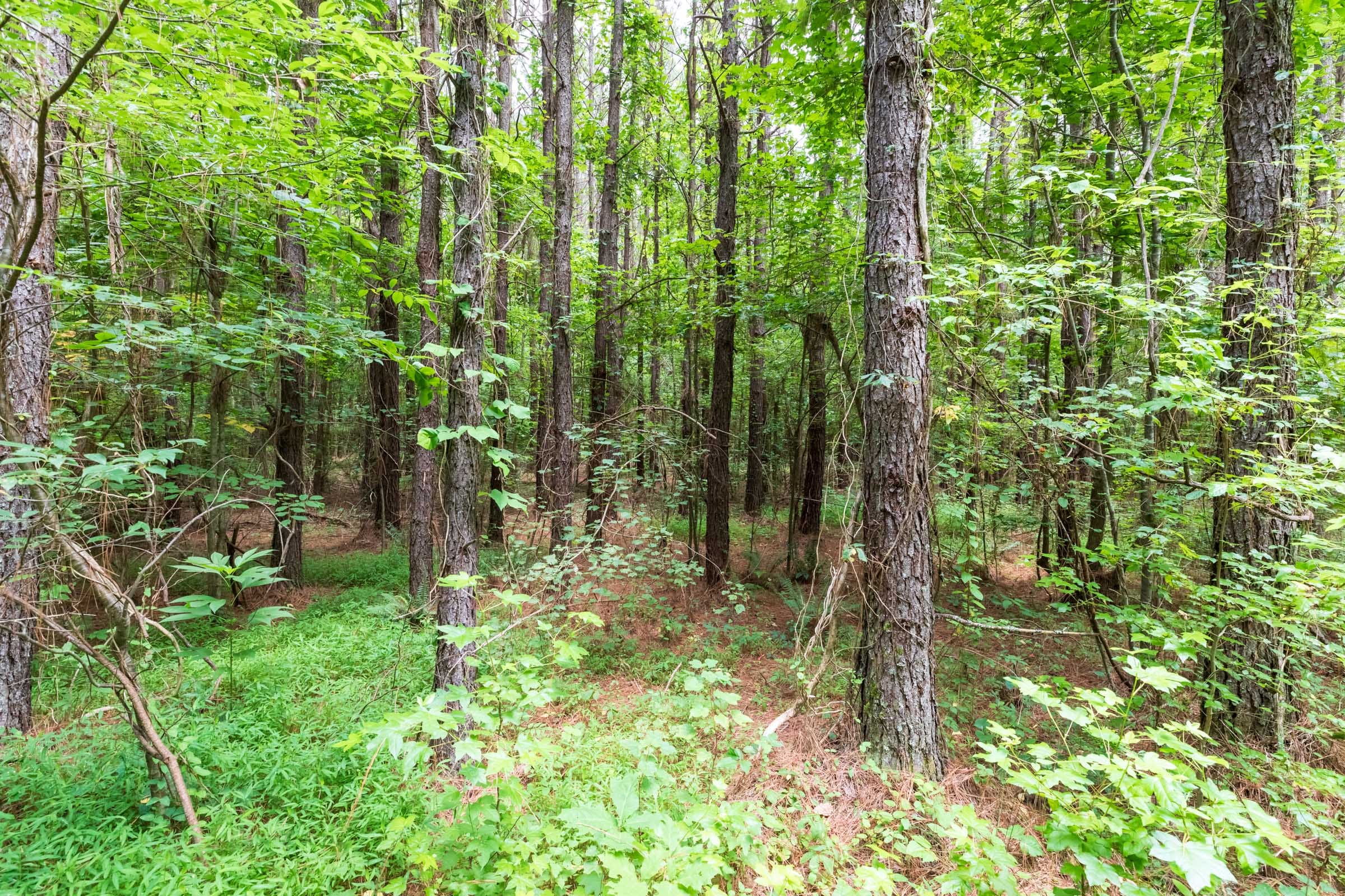 Whiskey Ridge Tract 11 photo 8