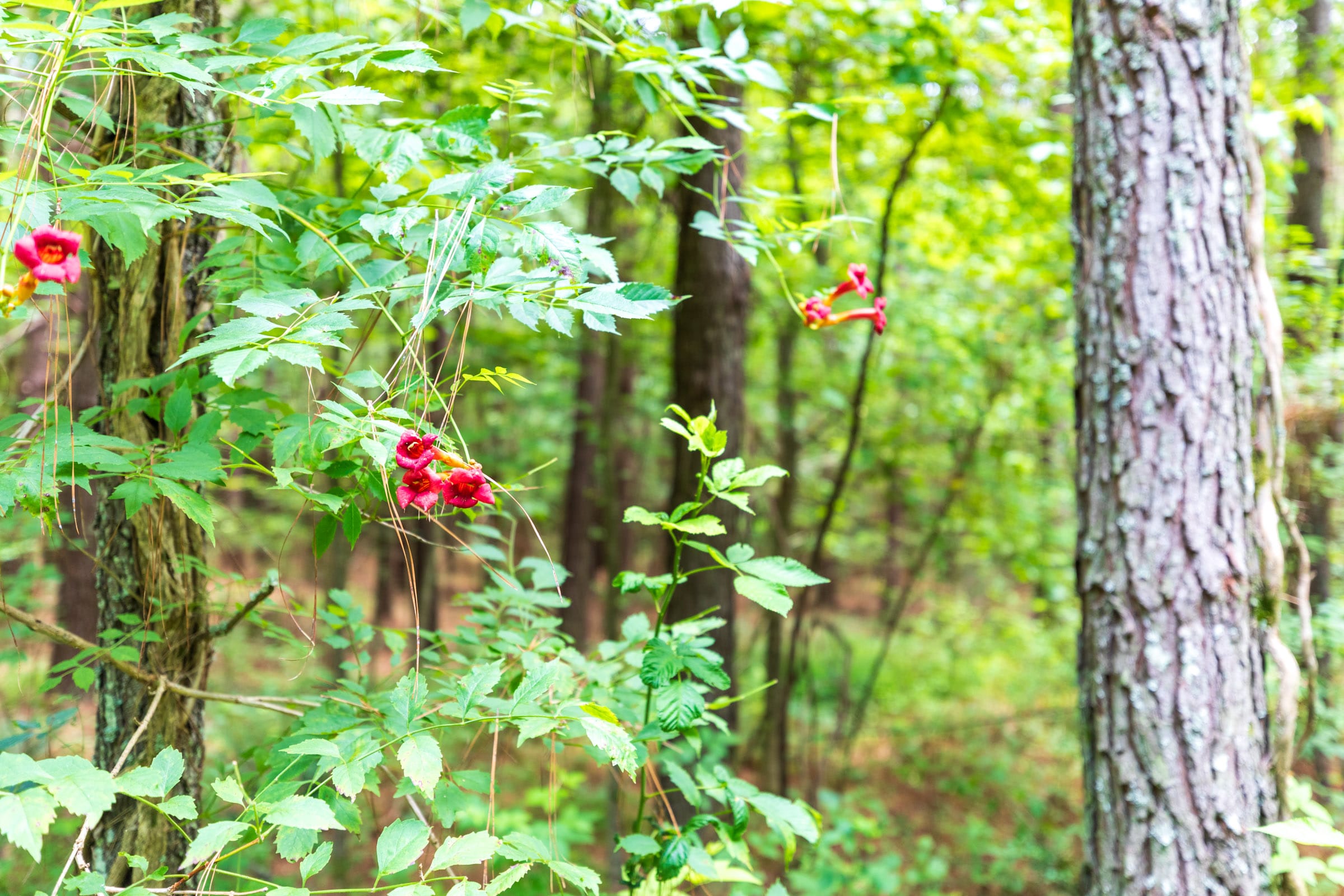 Whiskey Ridge Tract 11 photo 2