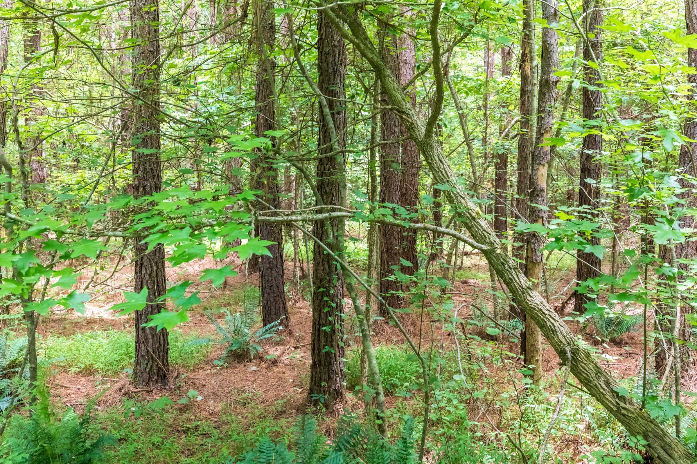 Whiskey Ridge Tract 11 photo 9