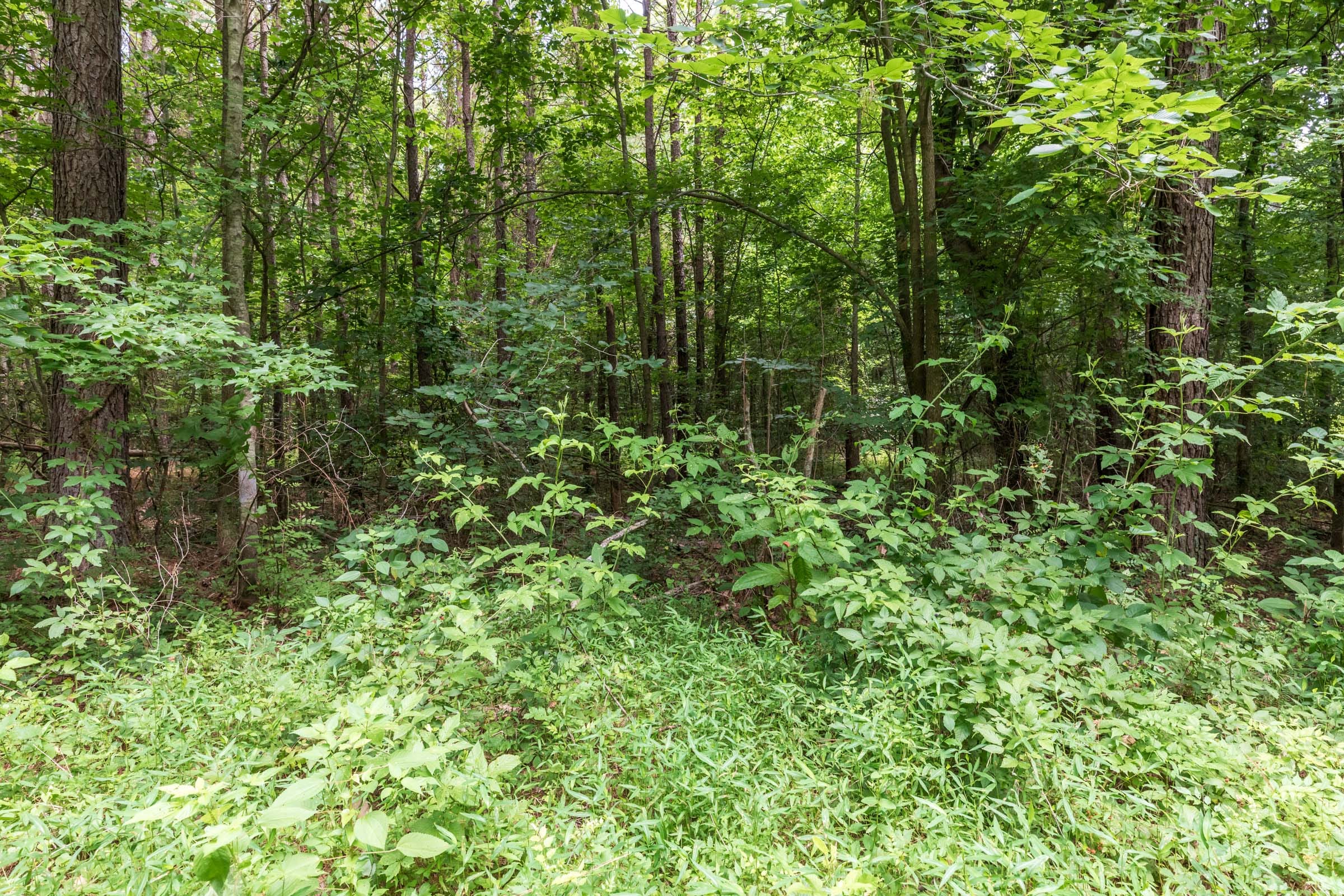 Whiskey Ridge Tract 11 photo 11