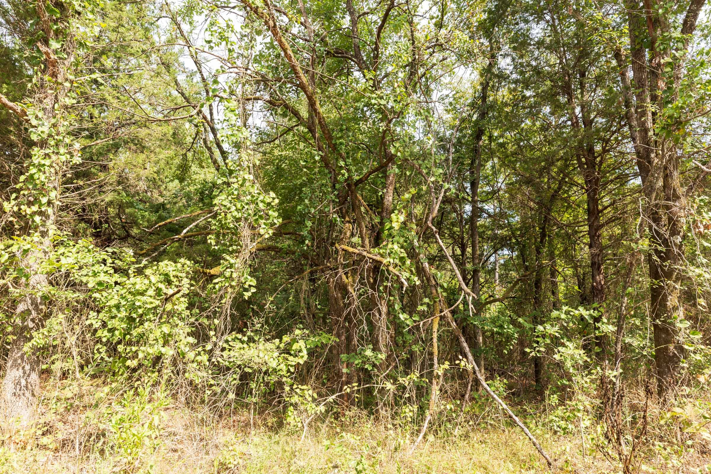 Stone Bridge Phase V Tract 366 photo 10