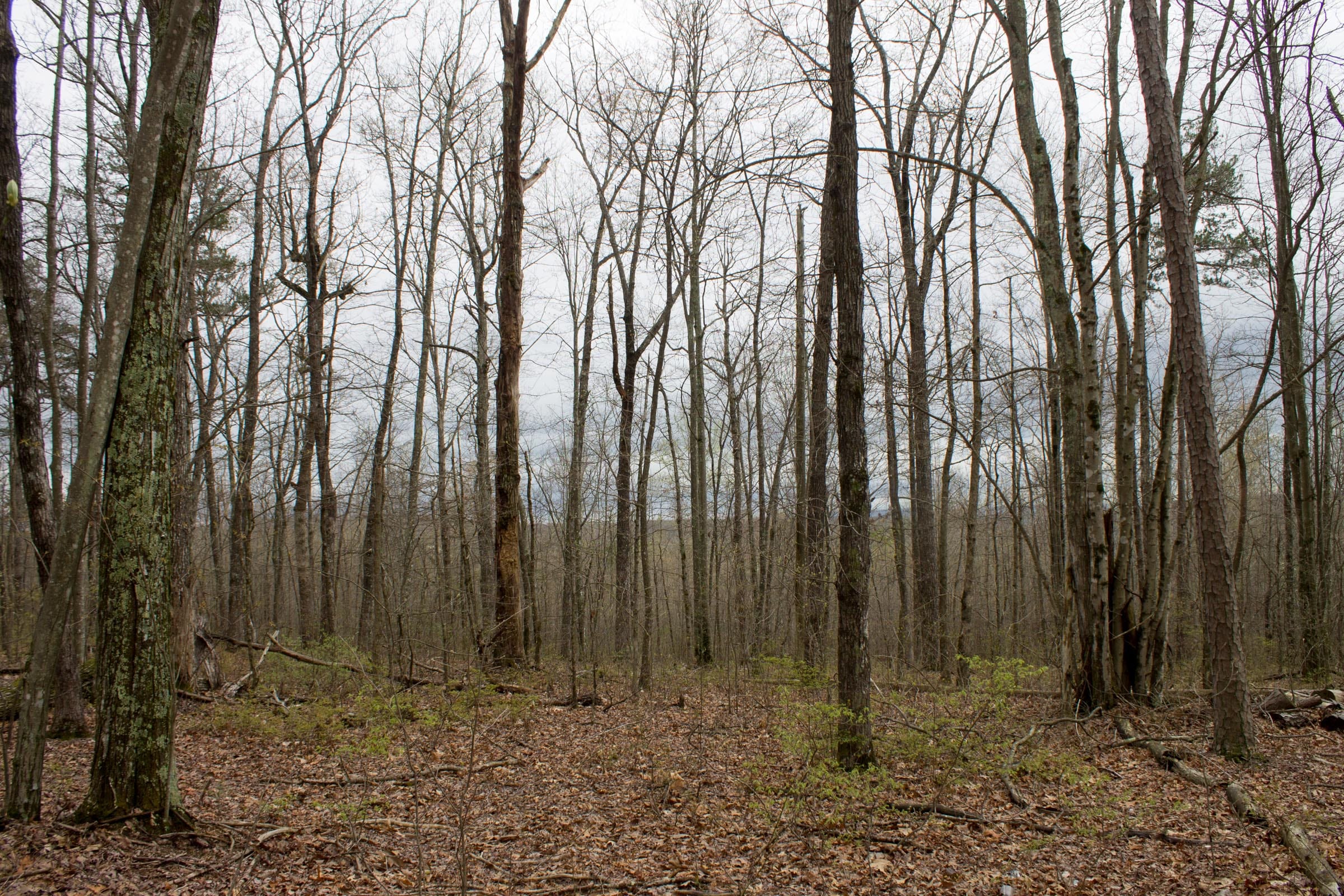 Hidden Hills Tract 3 photo 9