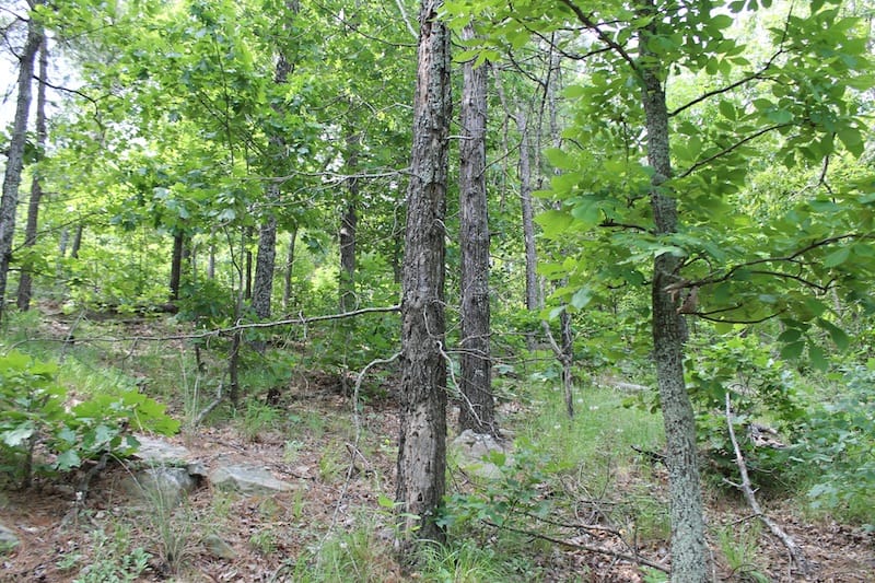 Indian Ridge – Phase II Tract 41 photo 3