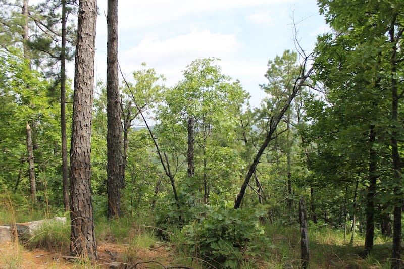 Indian Ridge – Phase II Tract 41 photo 4