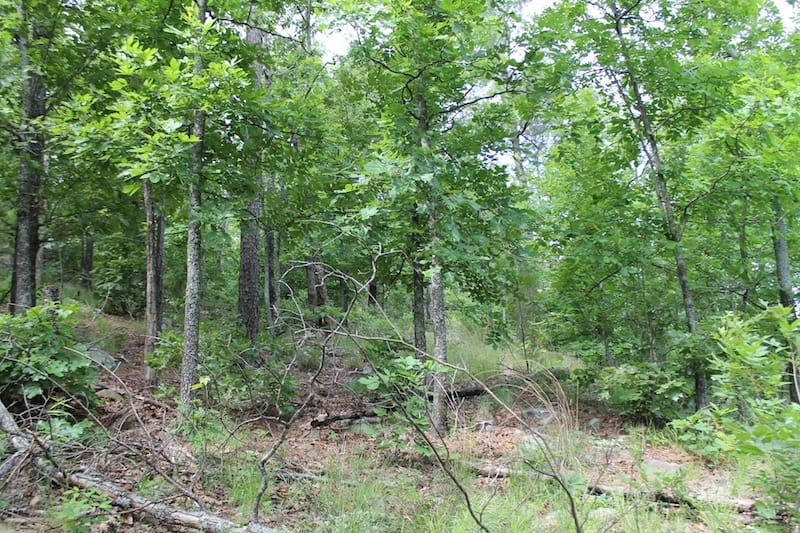 Indian Ridge – Phase II Tract 41 photo 6