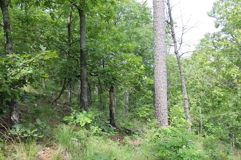 Indian Ridge – Phase II Tract 41 photo 7