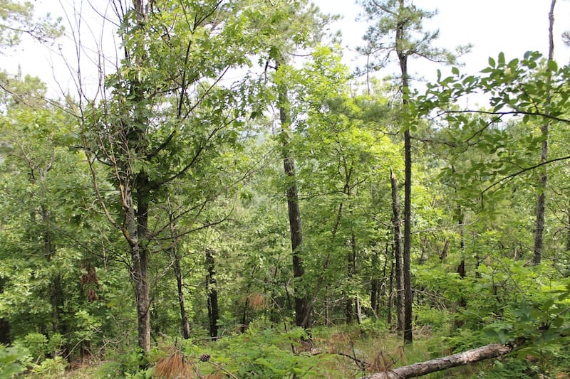 Indian Ridge – Phase II Tract 41 photo 8