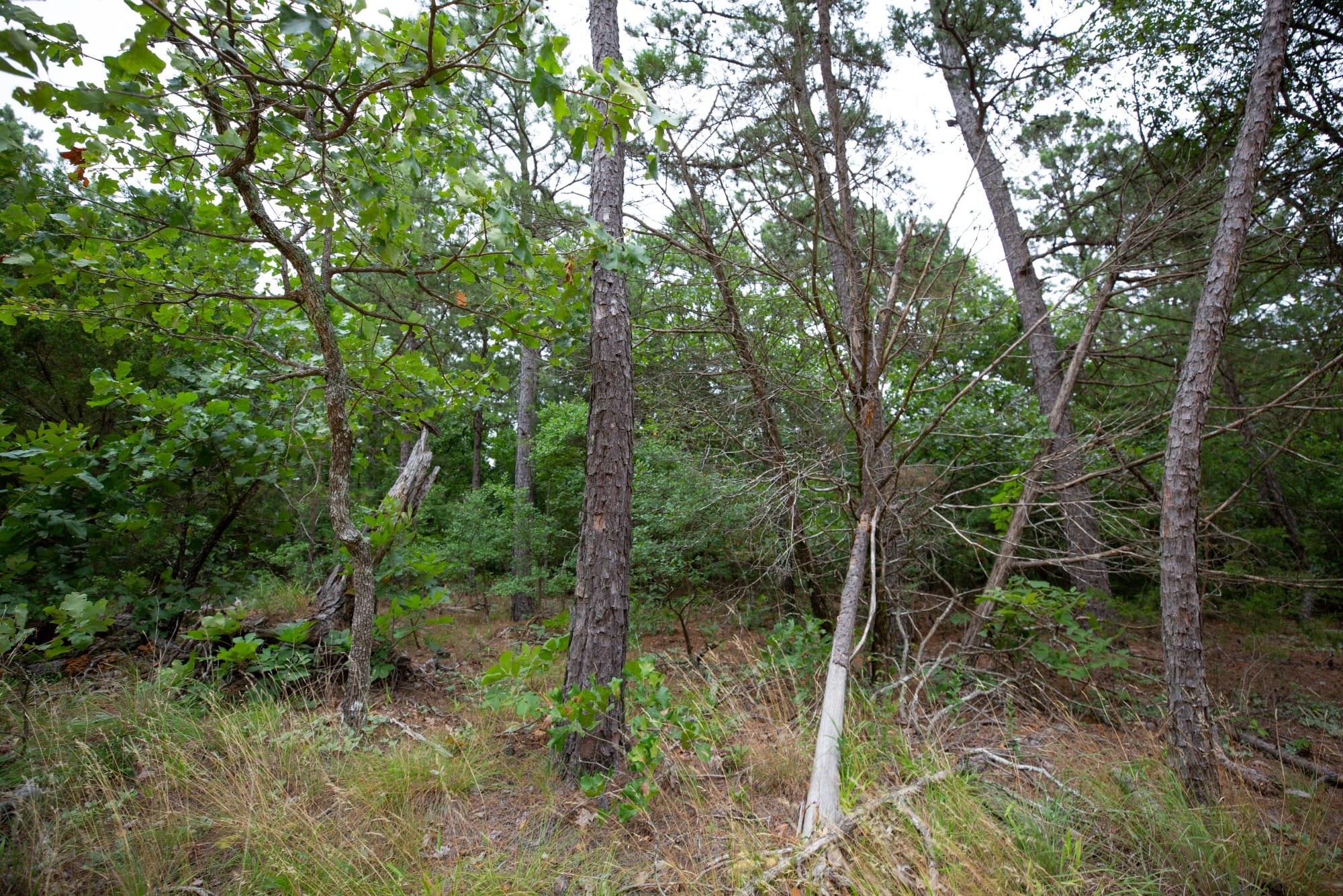 Eagle’s Nest Tract 71 photo 3
