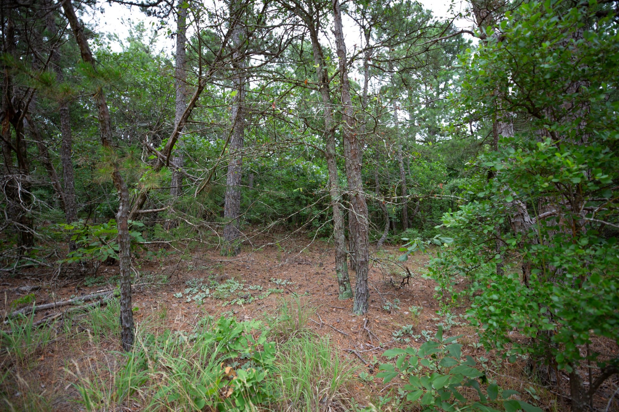 Eagle’s Nest Tract 71 photo 4
