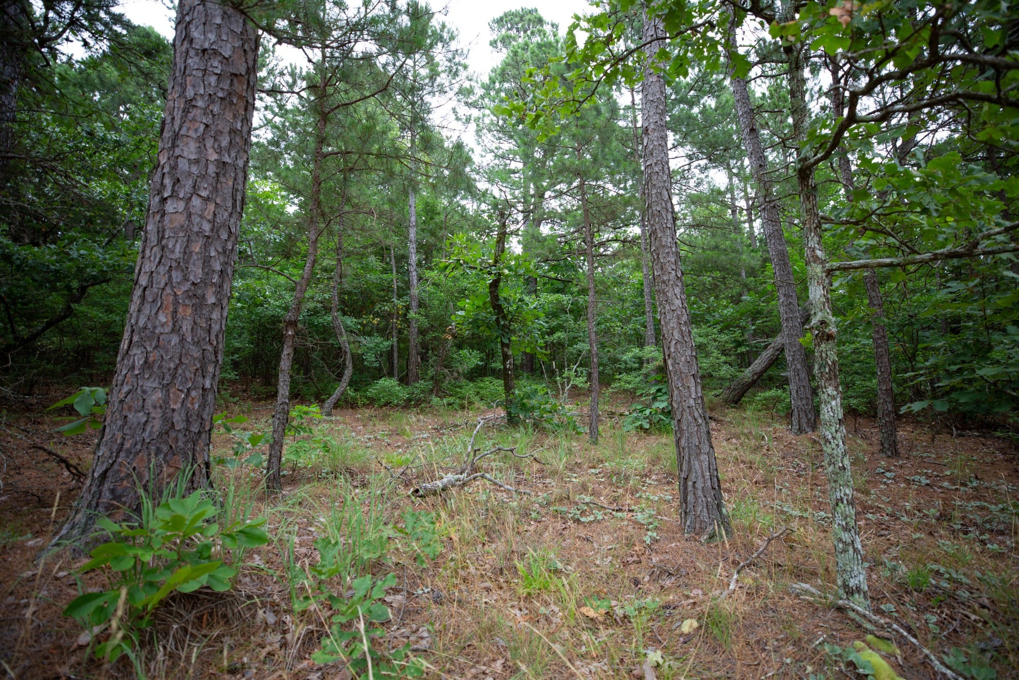 Eagle’s Nest Tract 71 photo 5