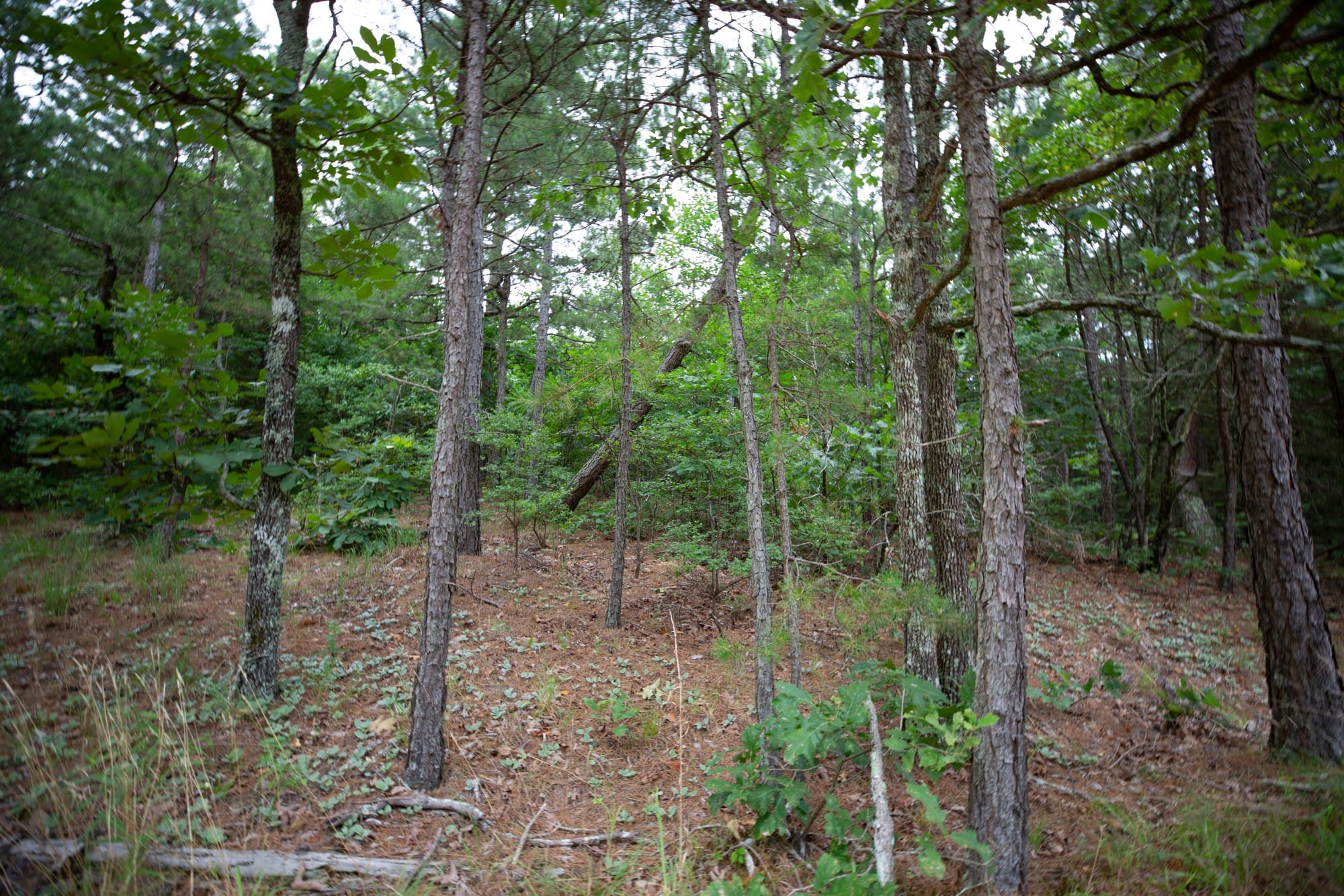 Eagle’s Nest Tract 71 photo 6