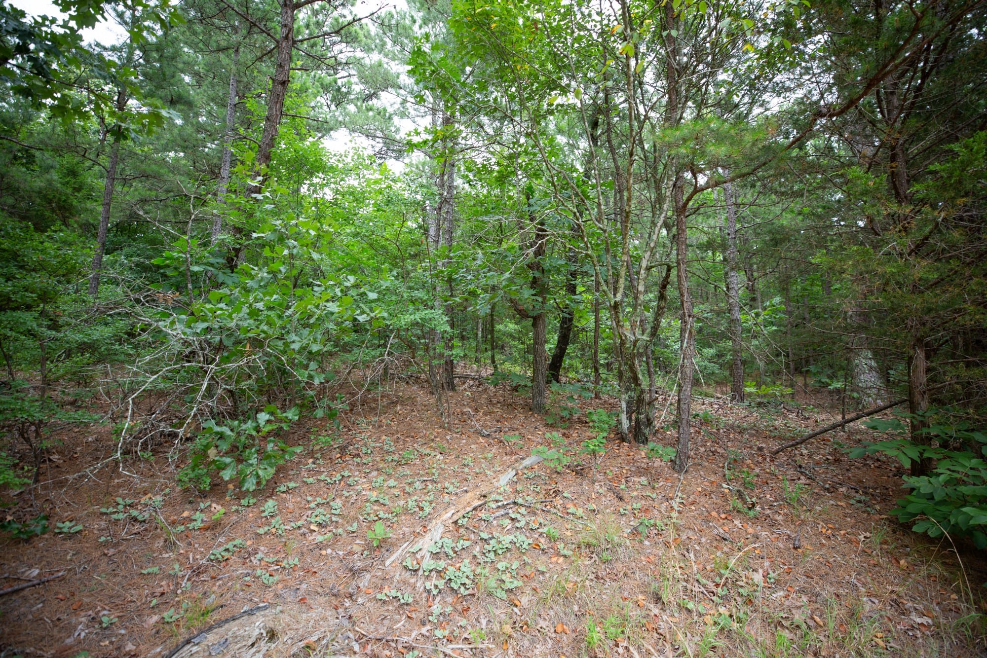 Eagle’s Nest Tract 71 photo 7