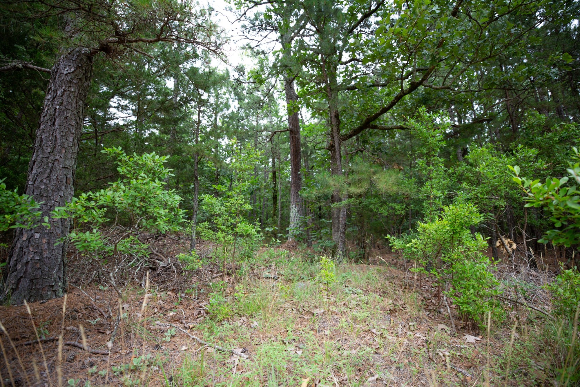 Eagle’s Nest Tract 71 photo 8
