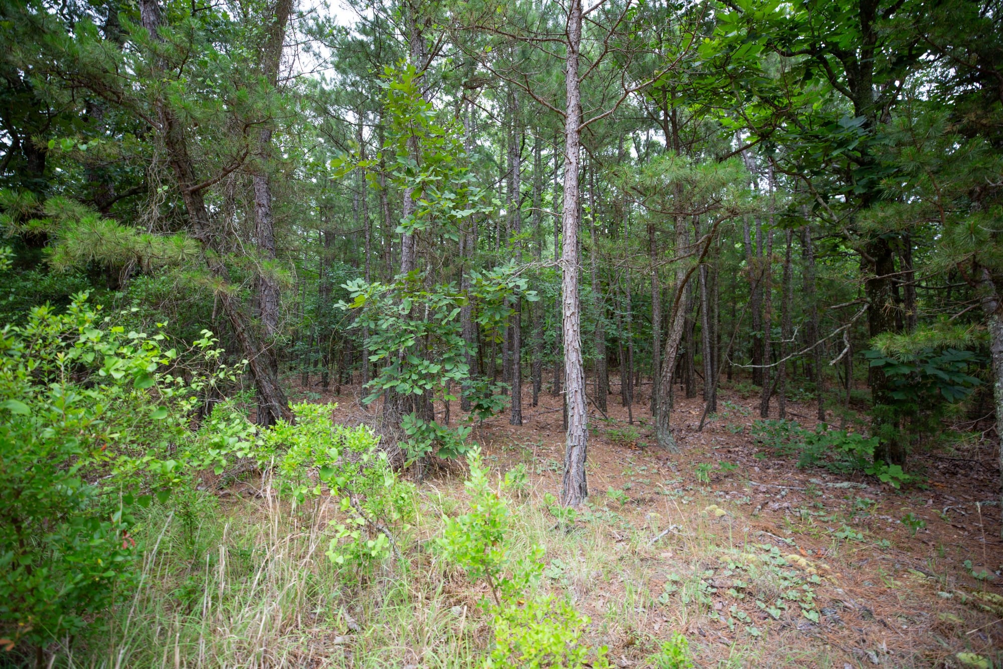 Eagle’s Nest Tract 71 photo 9