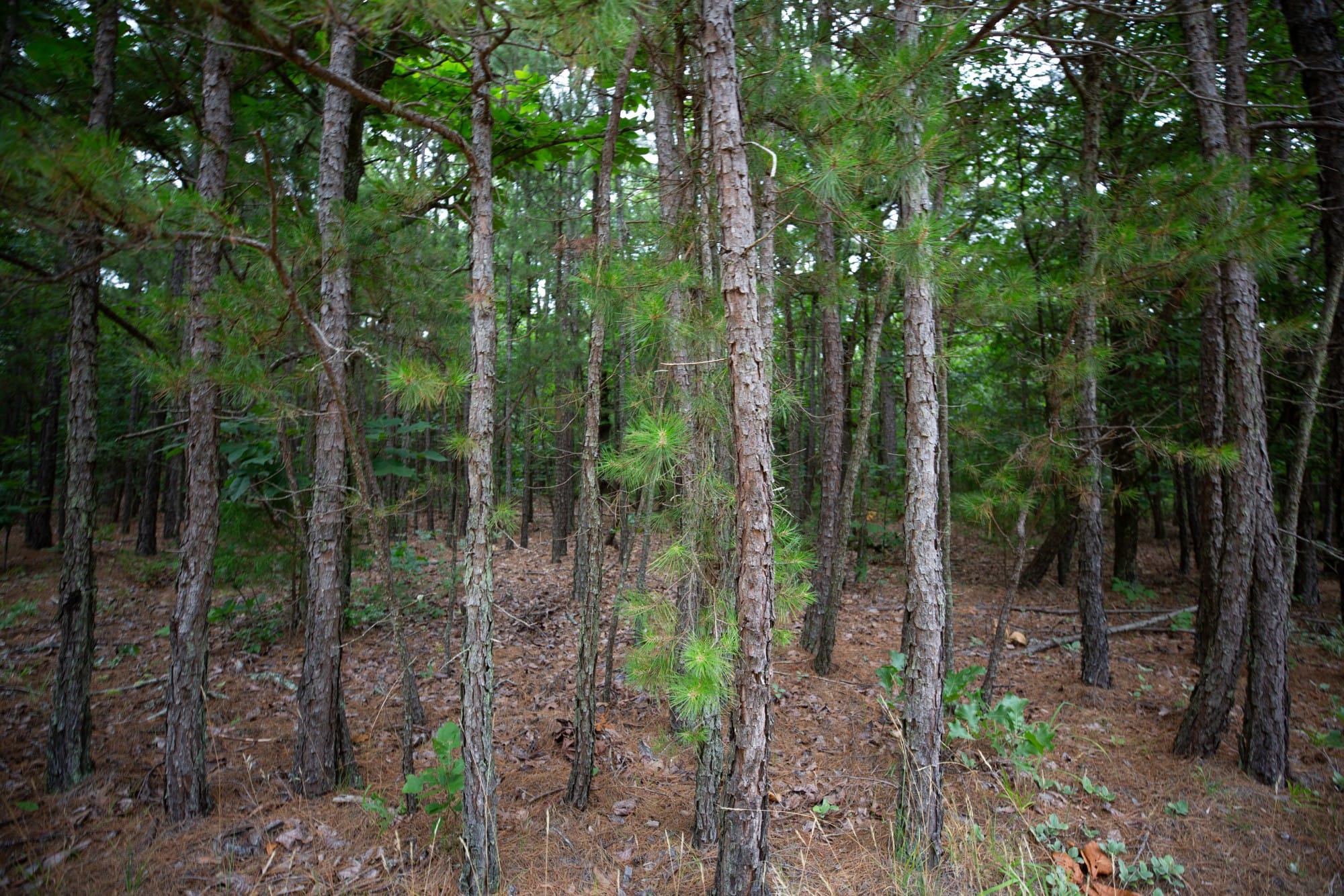 Eagle’s Nest Tract 71 photo 11
