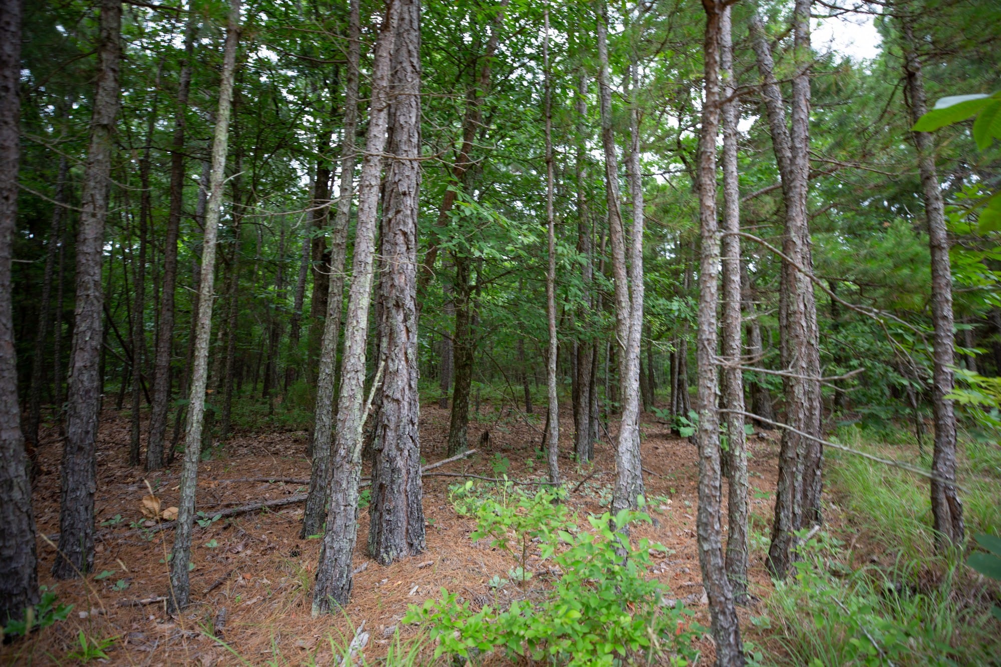Eagle’s Nest Tract 71 photo 12