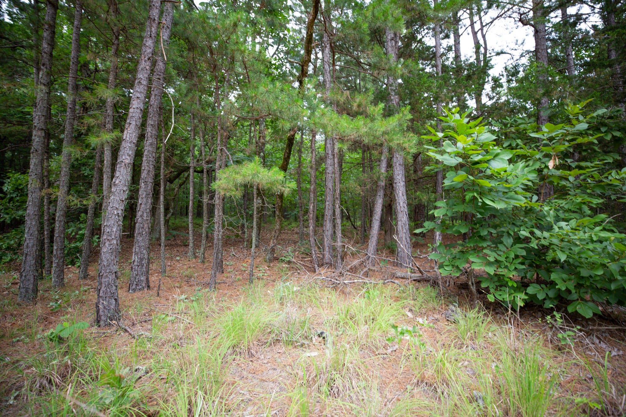 Eagle’s Nest Tract 71 photo 13