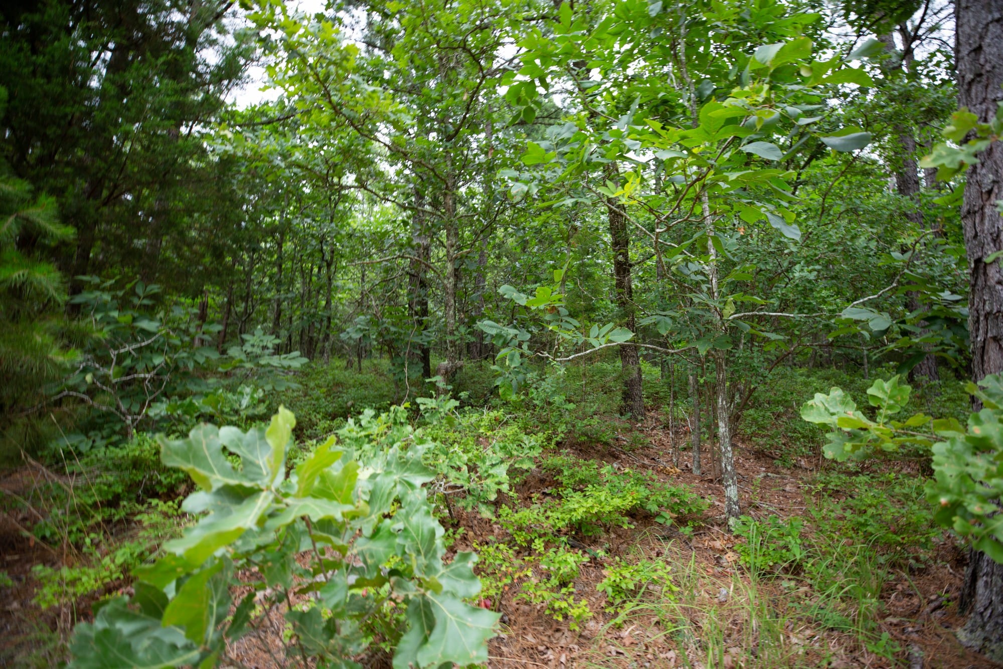 Eagle’s Nest Tract 71 photo 16