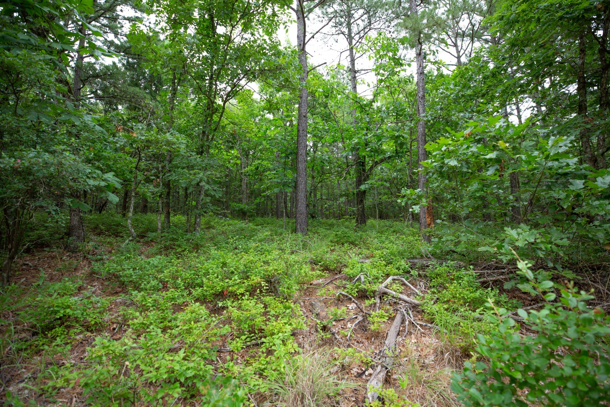 Eagle’s Nest Tract 71 photo 17