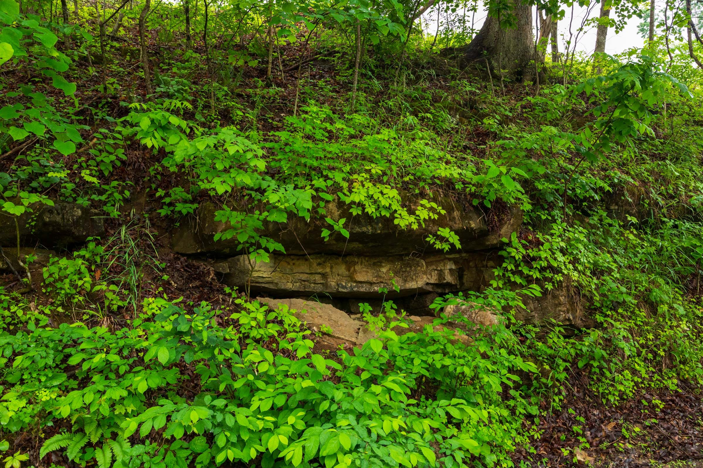 Bluffview Tract 1 photo 17