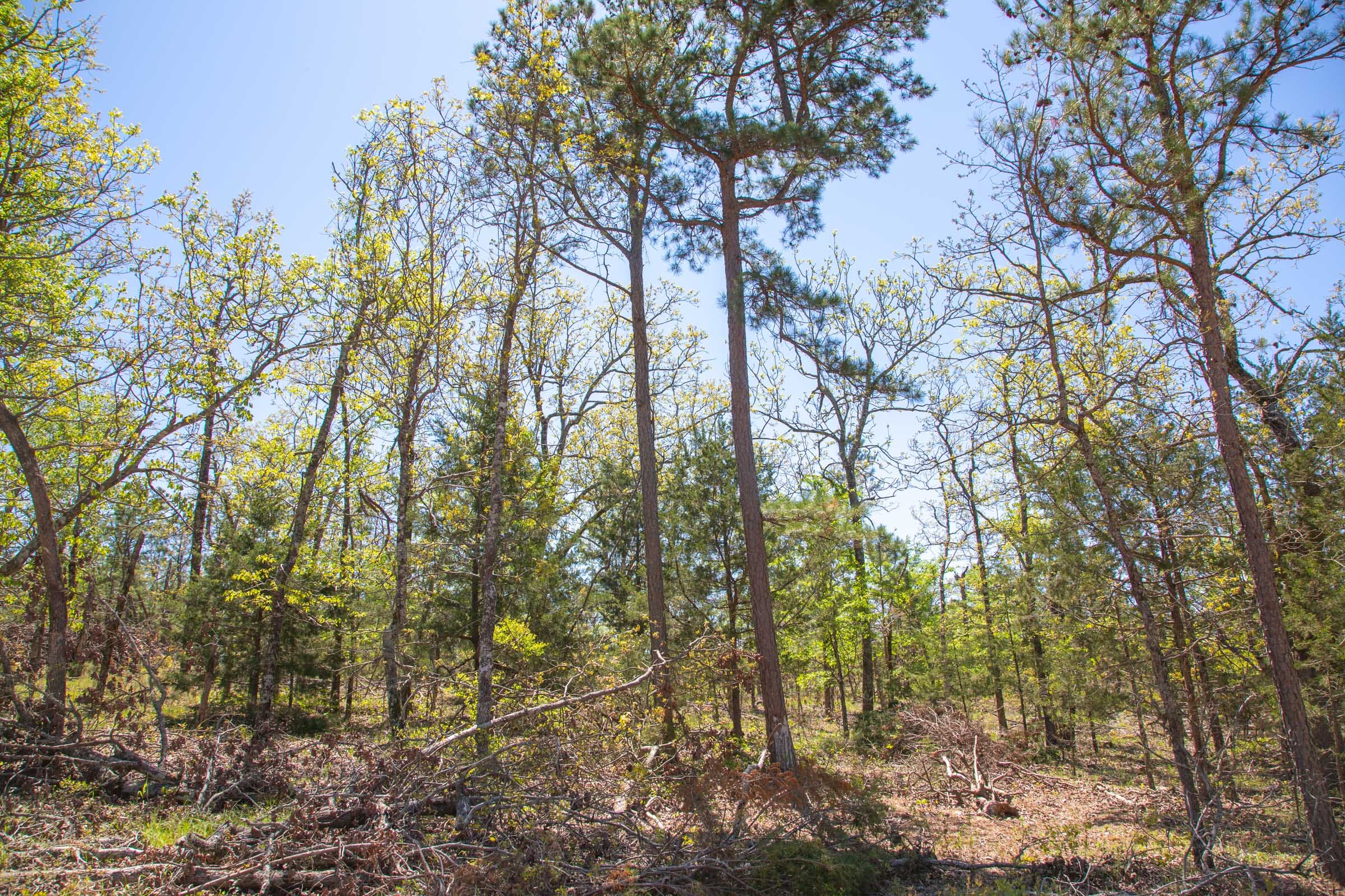 Eagle’s Nest Tract 14 photo 9