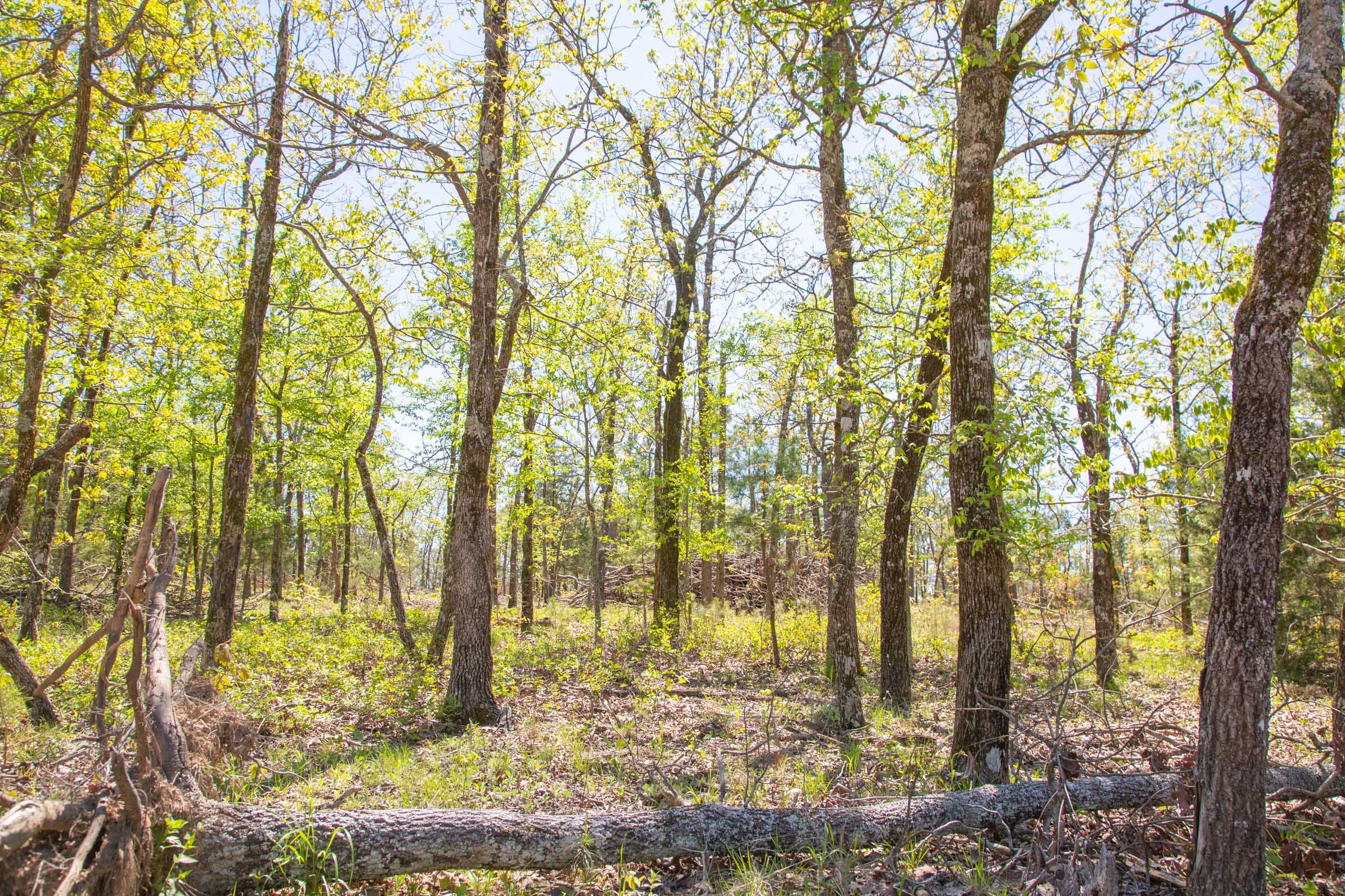 Eagle’s Nest Tract 14 photo 10