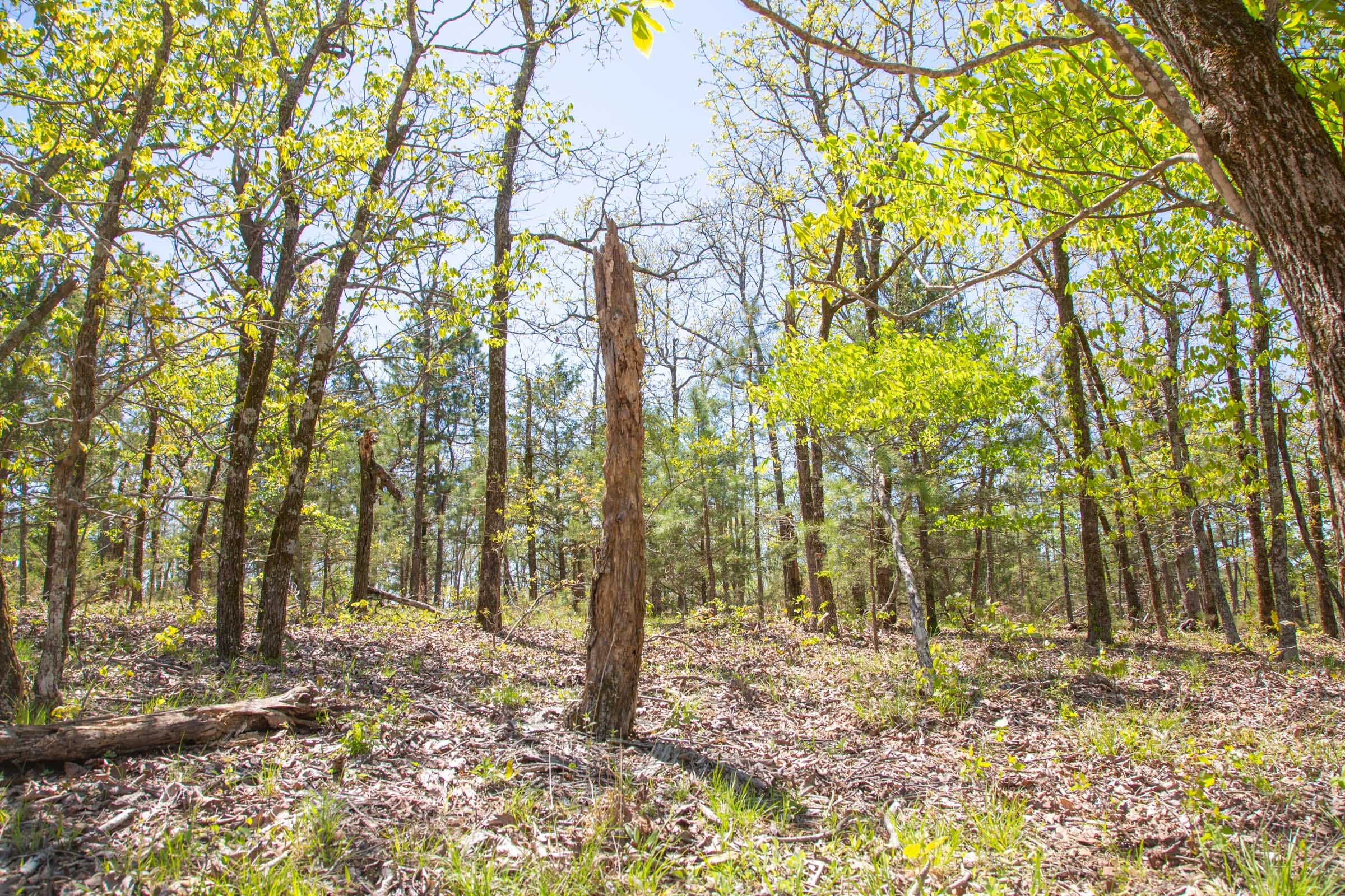 Eagle’s Nest Tract 14 photo 11