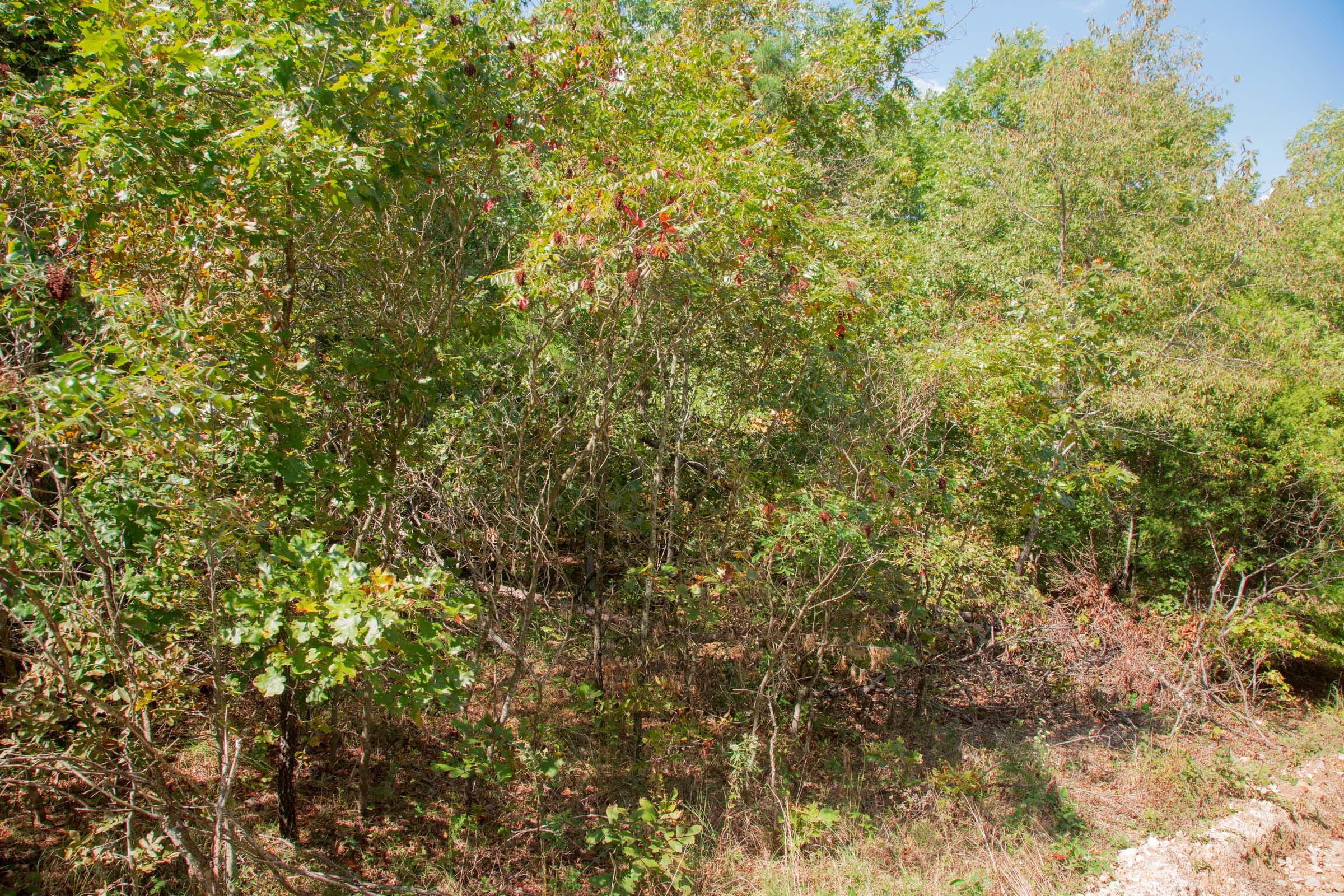 Wagon Wheel Ranch Tract 8 photo 6