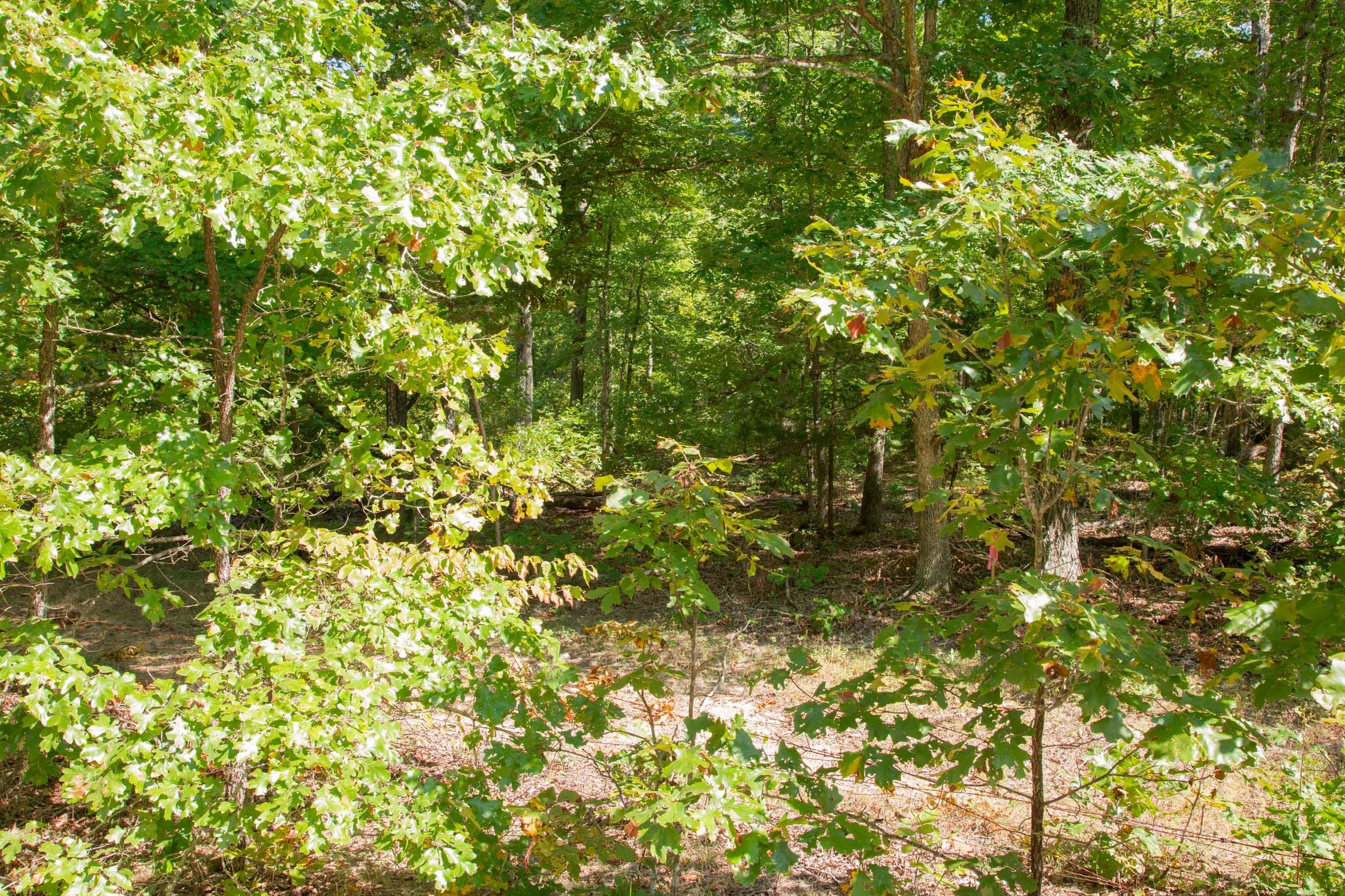 Wagon Wheel Ranch Tract 8 photo 10