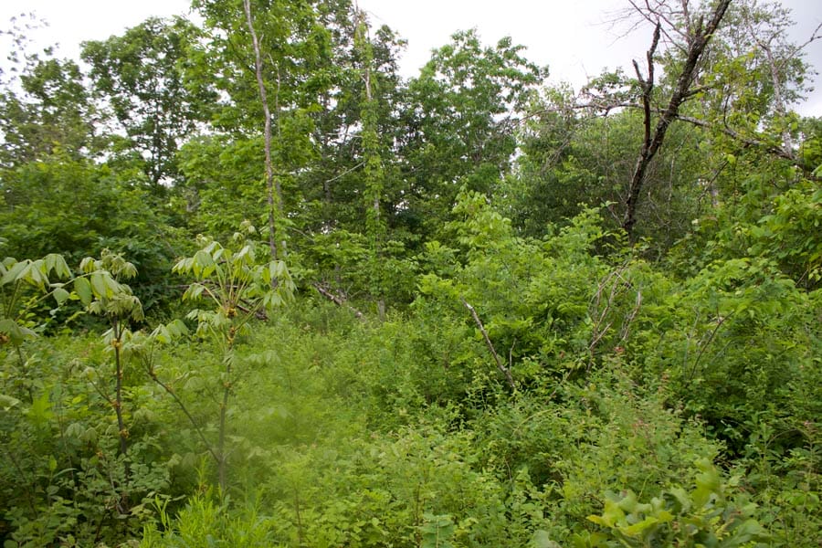 Thunder Mountain Ranch Tract 51 photo 3
