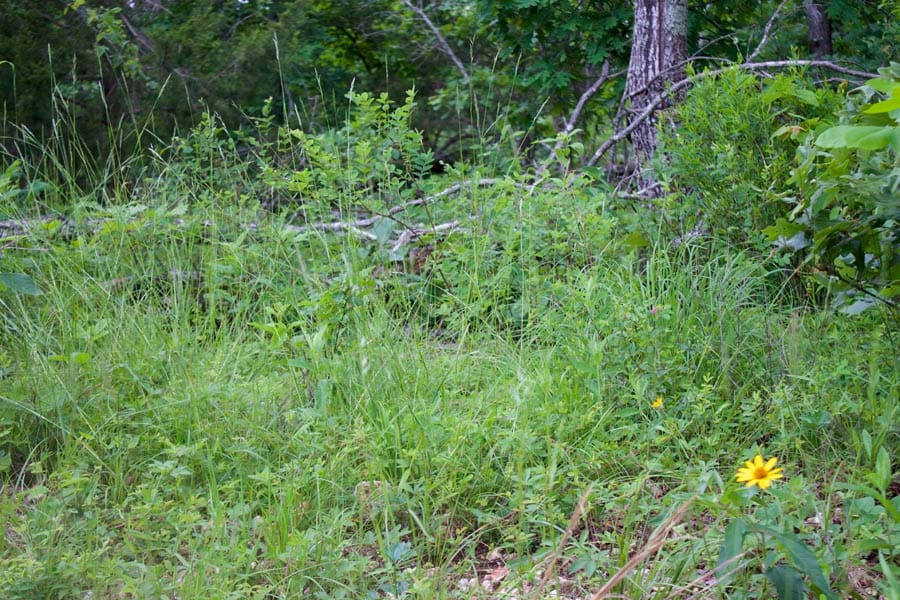 Thunder Mountain Ranch Tract 51 photo 6